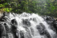 Ellinjaa Falls - Atherton Tablelands - Queensland - Wasserfälle im alten vulkanischen gestein der Atherton Tablelands, Queensland inmitten von Regenwaldinseln - viel ist nicht mehr übrig vom rain forest